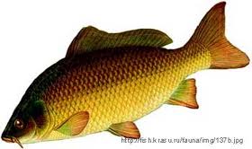 Sản xuất giống và nuôi cá chép 