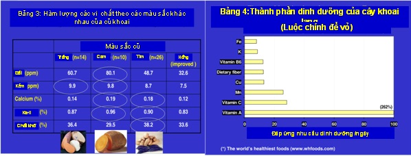 Bản 3 4 dinh dưỡng khoai lang